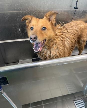 a dog in a bathtub with water sprayed on it